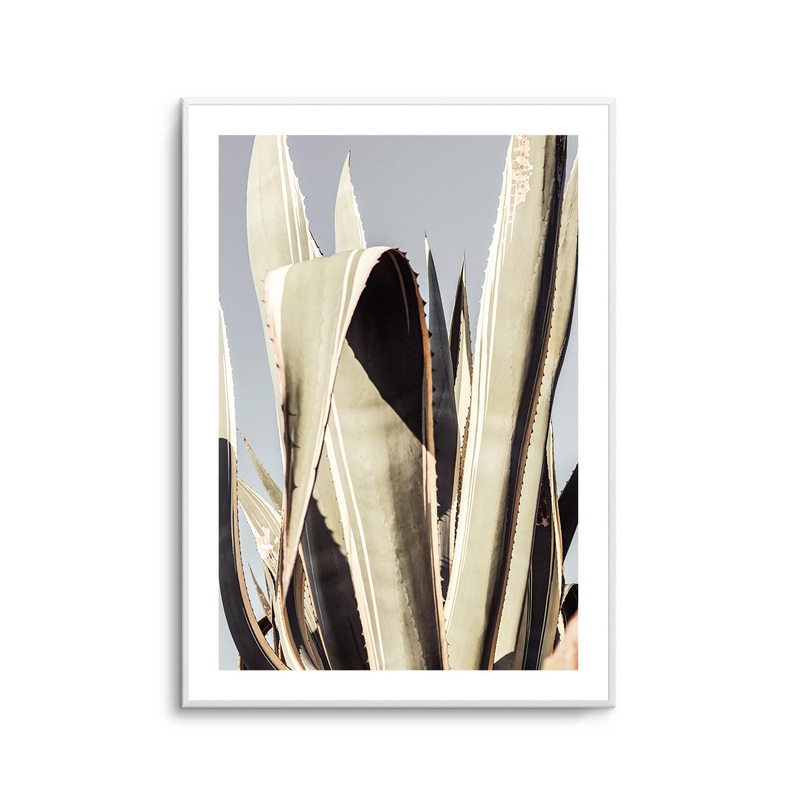 Agave 001 By Studio III | Art Print
