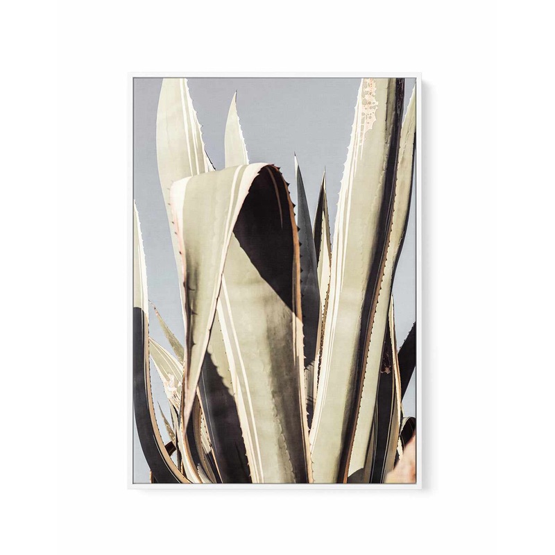 Agave 001 By Studio III | Framed Canvas Art Print