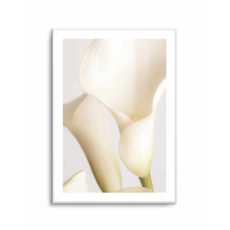 White Calla Lily No 2 By Studio III | Art Print