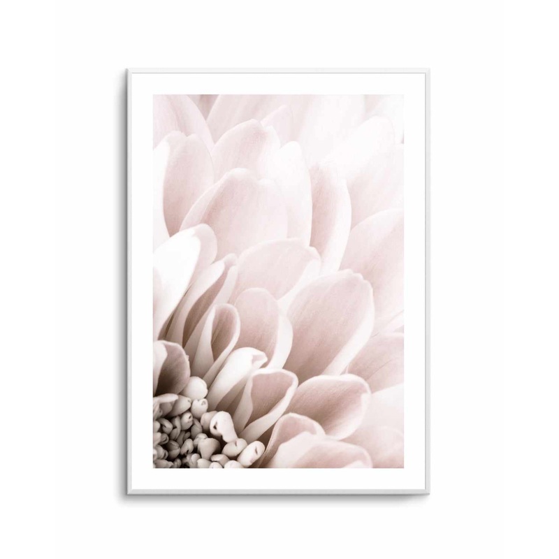 Chrysanthemum No 03 By Studio III | Art Print