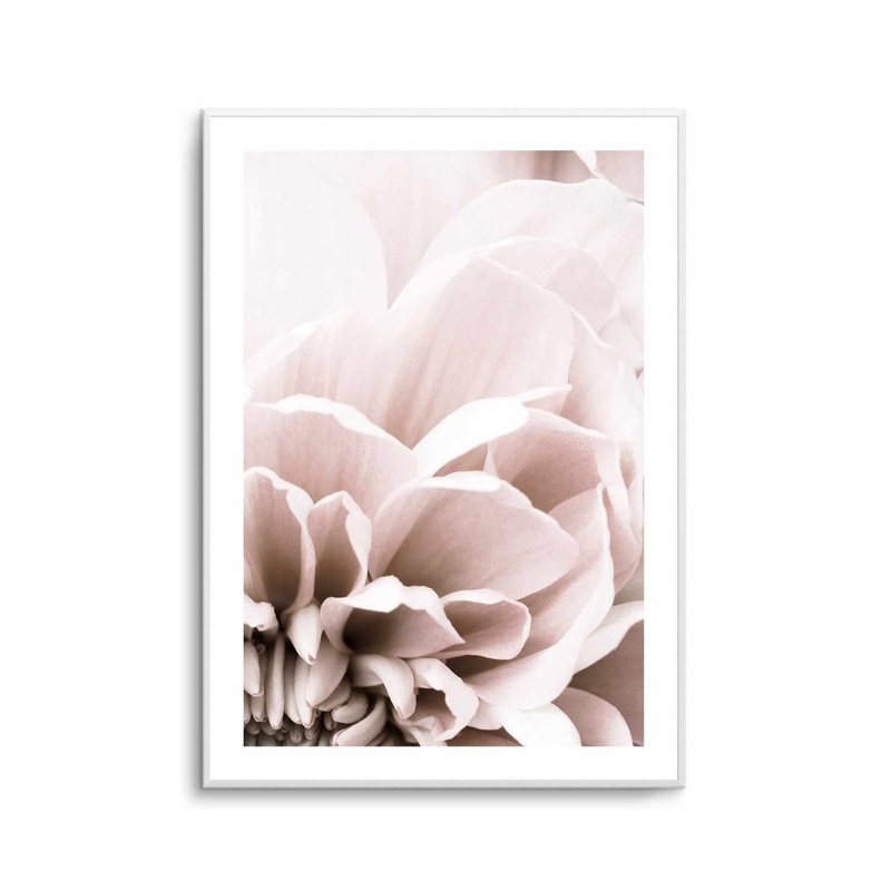 Chrysanthemum No 07 By Studio III | Art Print