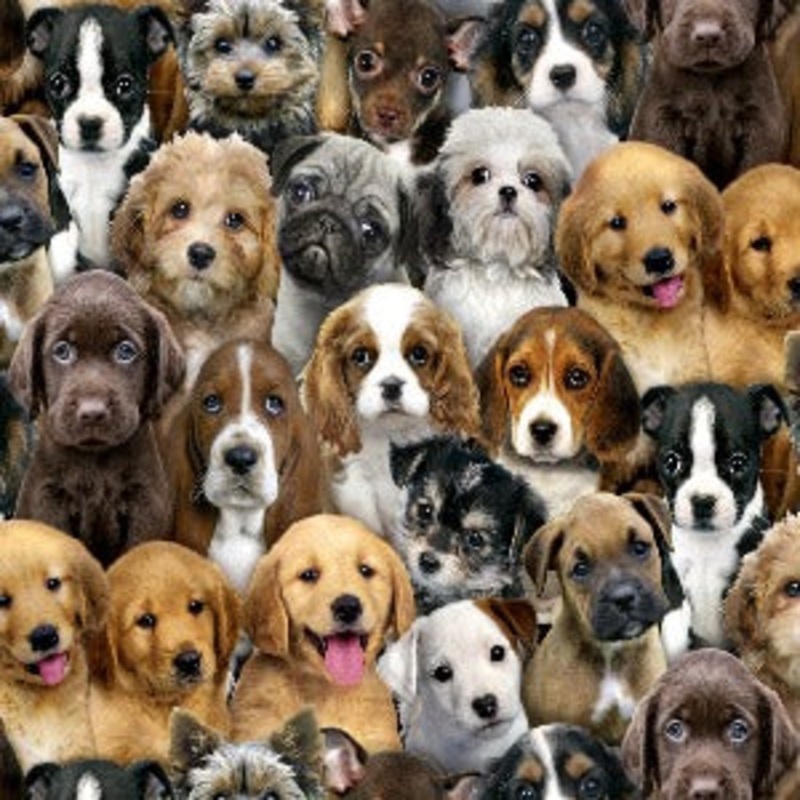 45" Wide Adorable Pets 3800 Multi Packed Dogs