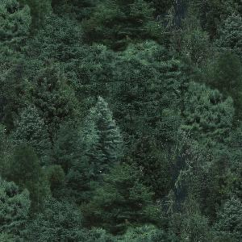 Elizabeths Landscape Medley 176 Pine Evergreens Sold by The Yard 100% Cotton